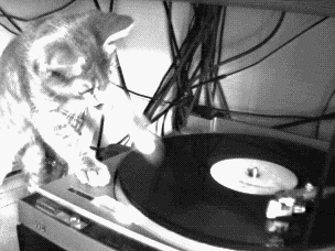 DJ of cat